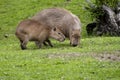 female Capybara, Hydrochoerus hydrochaeris, with a grown young grazes on grass