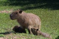 Female capybara - hydrochoerus hydrochaeris - nursing her pups. Location: El Palmar National Park, Argentina