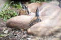 Female Caracal, Caracal caracal, with a young