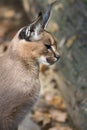 Female, Caracal caracal, in the zoo