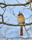 Female Cardinal