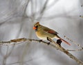 Female Cardinal