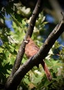 Female Cardinal nestled into tree branches