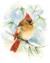Female Cardinal Bird Watercolor Winter Illustration Hand Painted