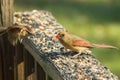 Cute little birds enjoying a meal together Royalty Free Stock Photo