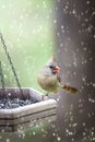 Female Cardinal on feeder in snow Royalty Free Stock Photo