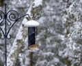 Female Cardinal at Feeder in Winter