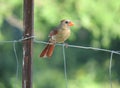 Female cardinal on a fence macro