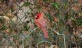 Cardinal Bird looking elegant perched on the fence Royalty Free Stock Photo