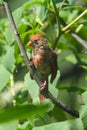 Female Cardinal in Molt - Cardinalis cardinalis Royalty Free Stock Photo