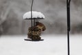 Female cardinal pecking away at the bird seed cakes as it snows