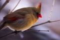 Female Cardinal Perched on a Branch Royalty Free Stock Photo