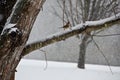 Female Cardinal Perched on a branch in a Snow Storm Royalty Free Stock Photo