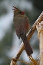 Female Cardinal Perched Diagonally - Cardinalis cardinalis