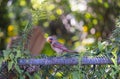A Female Cardinal Perched on a Fence Royalty Free Stock Photo