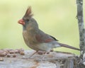 Female Cardinal Perched Royalty Free Stock Photo