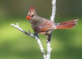 Female Cardinal Perched Royalty Free Stock Photo