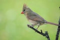 Female Cardinal Perched Royalty Free Stock Photo