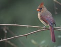 Female Cardinal Perched Royalty Free Stock Photo