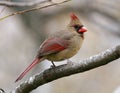 Female Cardinal