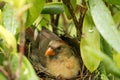 Female cardinal sits on her new born babies in the nest