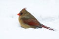 Female cardinal sits in a snow drift