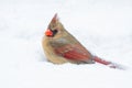 A Female Cardinal Sits in the Snow