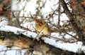 Female Cardinal Sits On A Snowy Branch