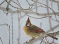 Female Cardinal sitting on a Bare Snowy Branch