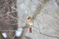 Female Cardinal sitting in bare tree Royalty Free Stock Photo