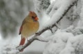 Female Cardinal in Snow Royalty Free Stock Photo
