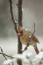 Female Cardinal in snow Royalty Free Stock Photo
