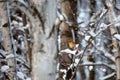 Female cardinal in a snow covered forest with wild seeds on its beak Royalty Free Stock Photo