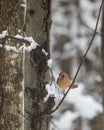 Female Cardinal in the Snow Royalty Free Stock Photo