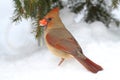 Female Cardinal In Snow Royalty Free Stock Photo