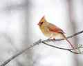 Female Cardinal In The Snow Royalty Free Stock Photo