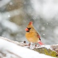 Female Cardinal In The Snow Royalty Free Stock Photo