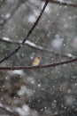 Female cardinal in a snow storm Royalty Free Stock Photo