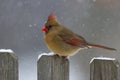 Female Cardinal in Snowstorm Royalty Free Stock Photo