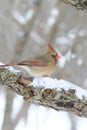 Female Cardinal on snowy tree branch