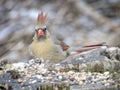 Female Cardinal on Tree Stump