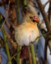 Female Cardinal with Sunflower Seed in Beak