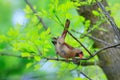 Female Cardinal Tail Up