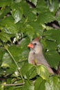 Female cardinal takes a peek