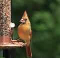 Female Cardinal - w/seed 1 Royalty Free Stock Photo