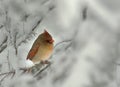 Female Cardinal in Winter Snow Royalty Free Stock Photo
