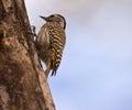 Female Cardinal woodpecker climbing a log Royalty Free Stock Photo