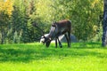 Female caribou grazing