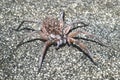 Female Carolina wolf spider - Hogna carolinensis - on road with babies on her back or abdomen Royalty Free Stock Photo