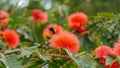 A female carpenter bee collects pollen from red powder puff flowers Royalty Free Stock Photo